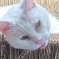 なんとも言えない表情をしている猫→実は……嘘みたいな『表情の理由』に…