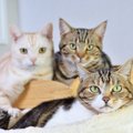 「愛猫がかわいそうだから」が間違った行為につながる事例3つ　あなた…