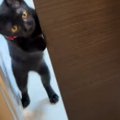 家に迎えたばかりの『甘えん坊の黒猫』→飼い主さんが少しでも離れよう…