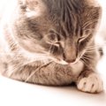 愛猫が突然亡くなることも…猫に危険な『心筋症』種類や症状、対処法を…