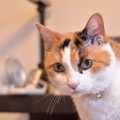 猫は『初対面の人』を見るとどうなる？4つの仕草とその理由