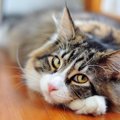 猫の耳がピクピクしてる時の気持ちと注意点