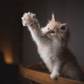 猫が飼い主を呼びたい時はどうする？6つのサイン