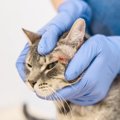 猫からうつる厄介な皮膚病『疥癬』原因や症状、治療法を解説