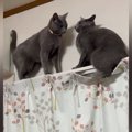 カーテンレールで鉢合わせた２匹の猫→どうするのか見ていたら…驚きの…