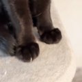 爪切りが苦手な黒猫→爪が『伸びてるねぇ』と指摘されると…まさかの行…