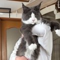 1歳3ヶ月の大型猫を抱っこしてみると…想像を超えてきた『まさかの大きさ』…