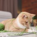 『やんちゃな猫』との暮らしで起こりがちなこと3選　行動の心理から気…