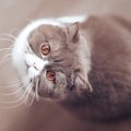 猫の『猫背』には理由がある！背中を丸めて表現している気持ち4つ