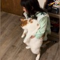４歳の女の子が『大きめの猫』を抱っこしようとした結果…尊すぎる光景が42…