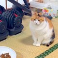 おやつが欲しくて『無言の圧』をかける三毛猫→準備しはじめると…予想…