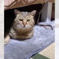 保護した当日に『元野良猫』が『こたつ』に入った結果…あまりにも予想外す…