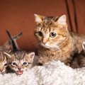 今も語りつがれる個性豊かな「大英博物館の猫」たち　親子で“博物館の…