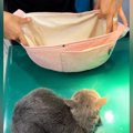 診察台の上でじっとしていた『病院嫌いの猫』…バッグを見せた瞬間の『可愛…