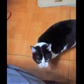 「ねえ抱っこして！」甘え上手な猫さんにツイッター民悶絶♡