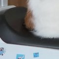 ふと子供用の『車のおもちゃ』を見たら、ネコが……可愛すぎる光景に「…