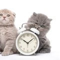 猫を飼うと欠かせない『毎日の習慣』4つ　どんな変化が起こるの？お世話の…