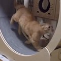 キャットホイールに乗って全力で走っていた猫→現在の『まさかの使い方』に…