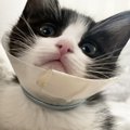 【愛の奇跡】下半身麻痺を感じさせないほど元気に遊ぶ子猫に感動の嵐！