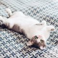 猫があなたの『愛情を試している』ことを示す行動3選　愛が足りてない…