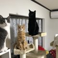 猫の『名前』で迷ったら！ネーミングに役立つアイデア３選