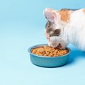 猫の体重が増えない！そんな時に試して欲しい4つのこと