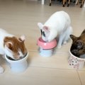 ご飯を食べるのが遅い後輩猫に、先輩猫がとった行動とは……予想外の『…