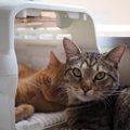 『猫の飼い主』に共通する5つの性格傾向！あなたはどれに当てはまる？