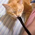 『飼い主ピンチ』腕にゴムをつけていたら、猫が…緊張感が凄すぎる『ま…