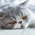 『飼い主不足』を感じている猫がする仕草５つ