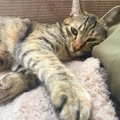猫の手が『クロス』しているときの理由4つ　隠されている心理や組む位置で…