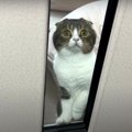 『入れてニャ！』仕事部屋に入れてうれしい寂しがりやの猫くん♡