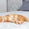 猫の『寝相』からわかる性格の傾向4選　アンモニャイト、ヘソ天…あな…