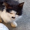 目つきの鋭いガリガリの野良猫を保護→愛情を注いだ結果…見違えるほど…