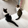 ママを寂しそうに見送る親子猫→帰ってくると…2匹が見せた『可愛すぎる反応…
