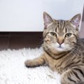 猫が飼い主の『お風呂』を覗きにくる心理3つ　水が苦手なのにどうして…
