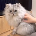 『いつも優しい猫』を撫でた結果…ついつい"本能"が出てしま…