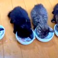 無惨に捨てられた4匹の子猫たち…守られた小さな命！