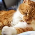 猫が『毛をむしる』3つの原因と対処法