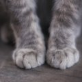 猫も『捻挫』する？気になる時の対処法3つ　人のように腫れるの？冷や…