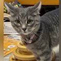 名前をお披露目することになった子猫→愛情いっぱいの『発表方法』が素…