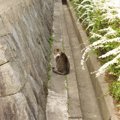 猫には『散歩』が不要な理由5つ　屋外に出すリスクや安全に発散する方法も