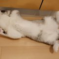 あざと可愛いが過ぎる♡撫でて～アピールの子猫にほっこり