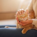 愛猫に『感謝のキモチ』を伝える方法5つ　理解してもらうコツや飼い主…
