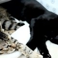 ふかふか発見！お布団で寄り添って眠る子猫達♡