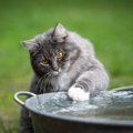 猫が水を飲まない時の対処法5つ　考えられる原因と病気の可能性