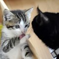 やばい！猫砂食べちゃった！アナタならどうする！？【お試しプレゼン…