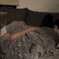 真夜中、ベッドの上にやってきた『2匹の猫』…可愛すぎる行動に癒される人…