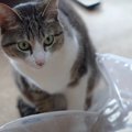 空き袋に夢中な猫ちゃんズ、もぐって遊んで大満足♪