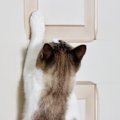 猫が部屋の『ドアを開けたがる』ときの理由5つ　思わぬトラブルを防ぐ…